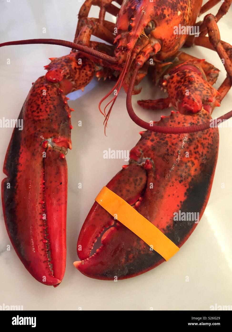 Nahaufnahme von Voll gekocht Maine Hummer mit schützenden Kralle band, New England, USA - Smartphone-aufgenommenes Stockfoto