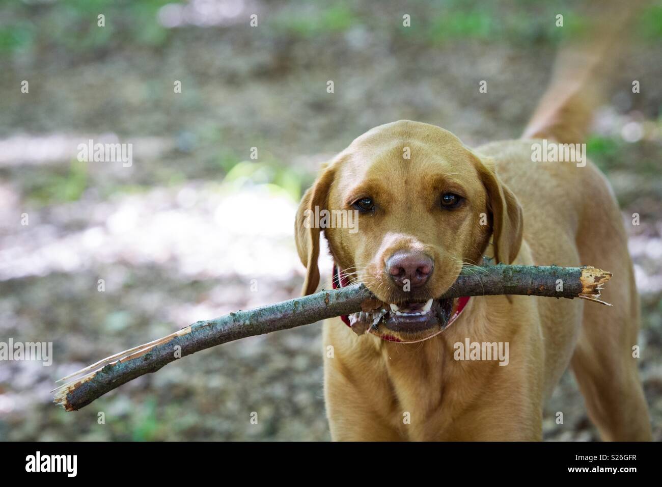 Eine freche Hund mit einem Stock in den Mund während Ein Hund Spaziergang durch Wald - Smartphone-aufgenommenes Stockfoto