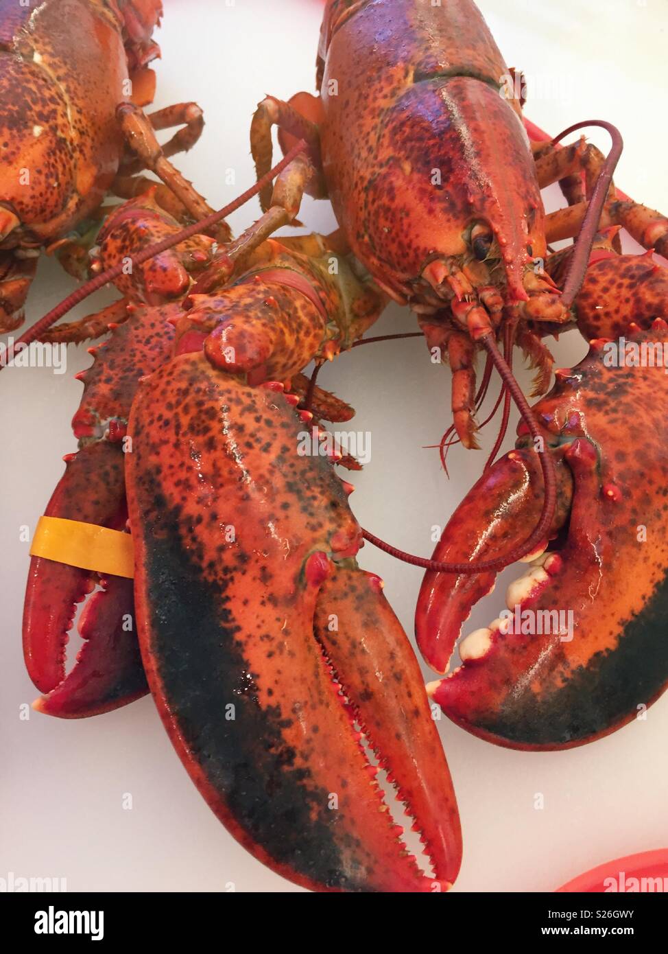 Paar voll gekocht Maine Hummer auf einem Schneidebrett, New England, USA - Smartphone-aufgenommenes Stockfoto