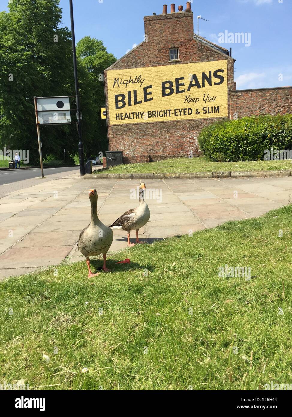 Eine altmodische Szene mit Gänsen im städtischen Umfeld vor einem Vintage Werbung über Galle Bohnen in York, Großbritannien - Smartphone-aufgenommenes Stockfoto