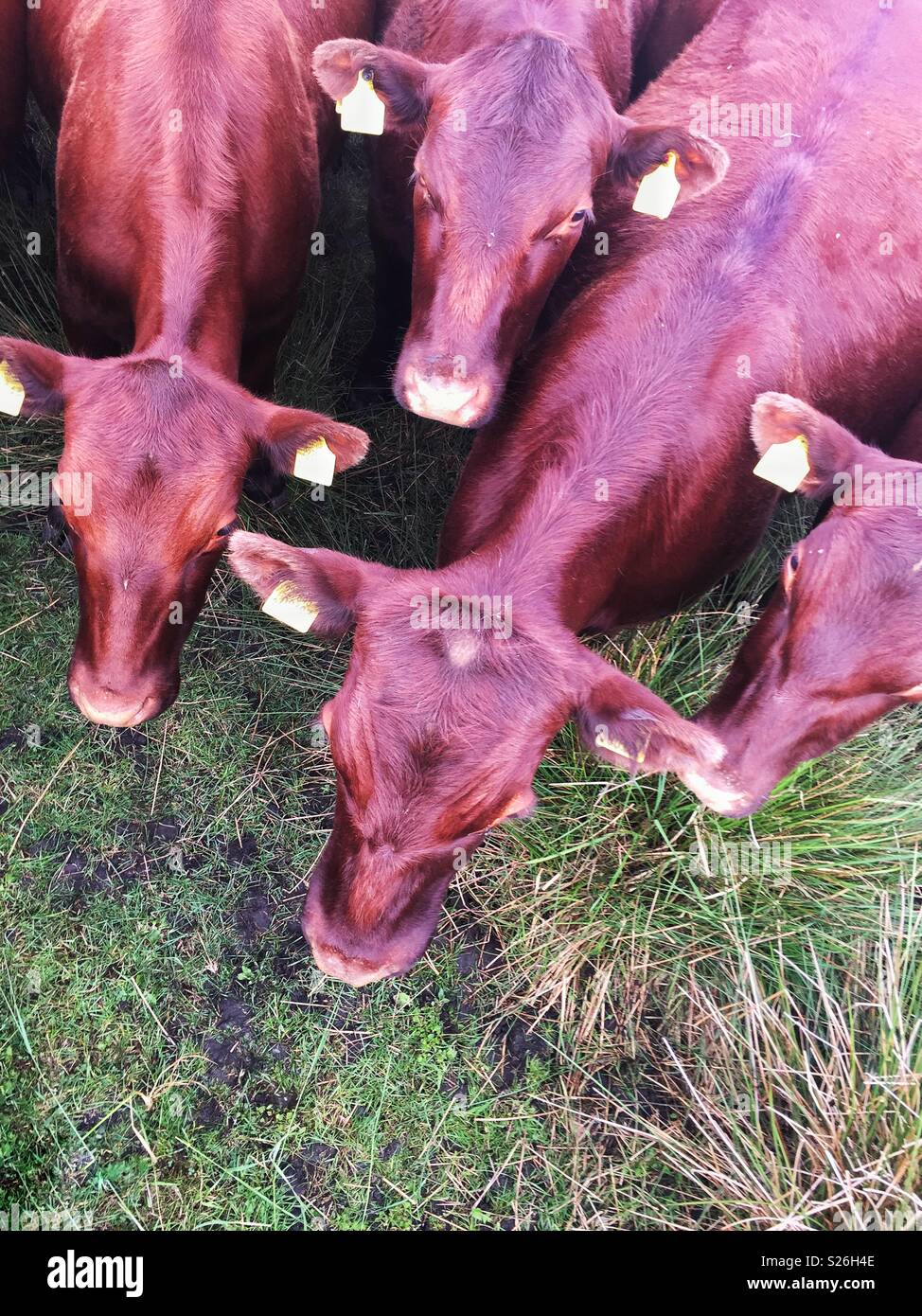 Eine Luftaufnahme von einer Herde von Rindern oder braune Kühe in einem Feld - Smartphone-aufgenommenes Stockfoto