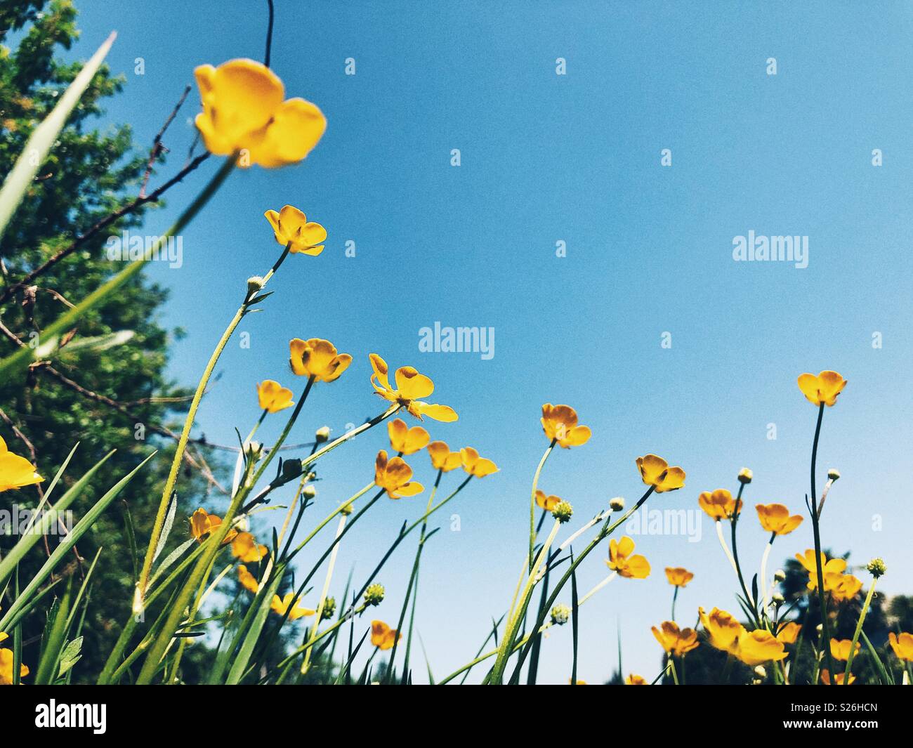 Goldene gelbe Ranunkeln, die bis in den Himmel Stockfoto