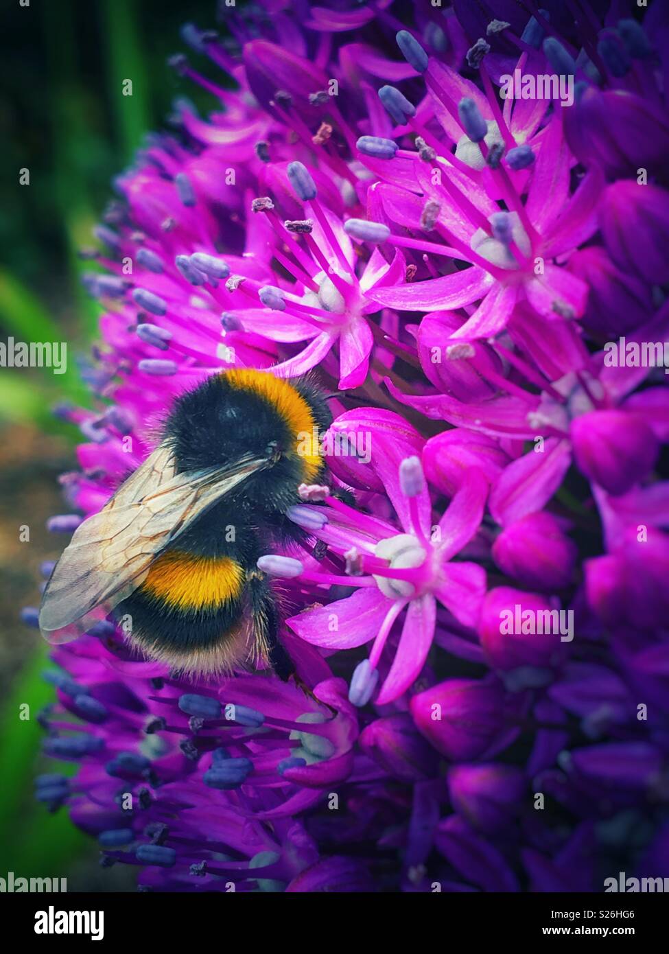 Biene auf allium Blume Nahaufnahme England Großbritannien Stockfoto