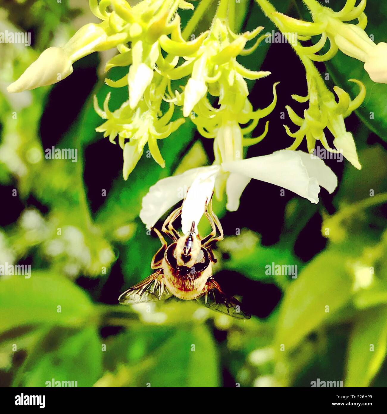 Biene auf Jasmin - Smartphone-aufgenommenes Stockfoto