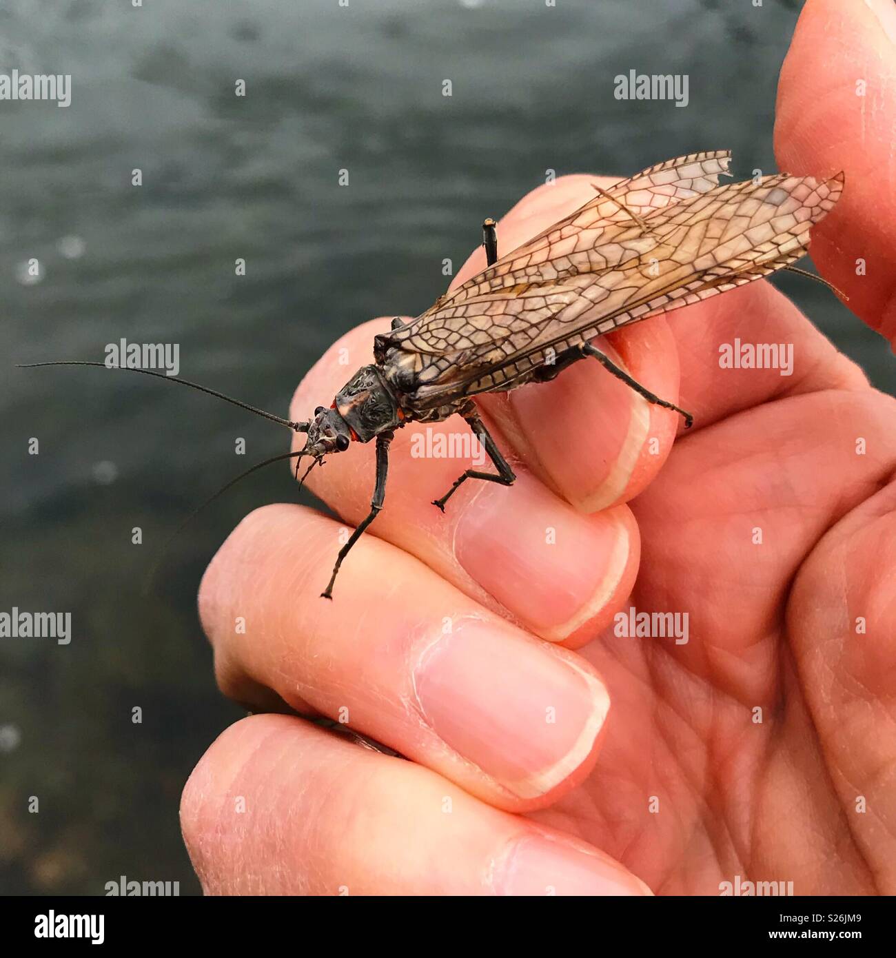 Große stonefly auf die Hand eines Mannes Stockfoto