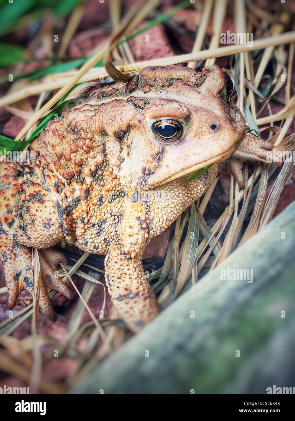 Eastern American toad Tarnung in toten braunem Gras Stockfoto