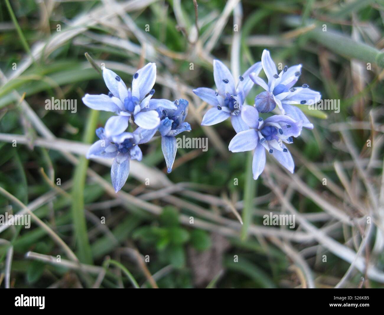 Wilde Blumen Stockfoto