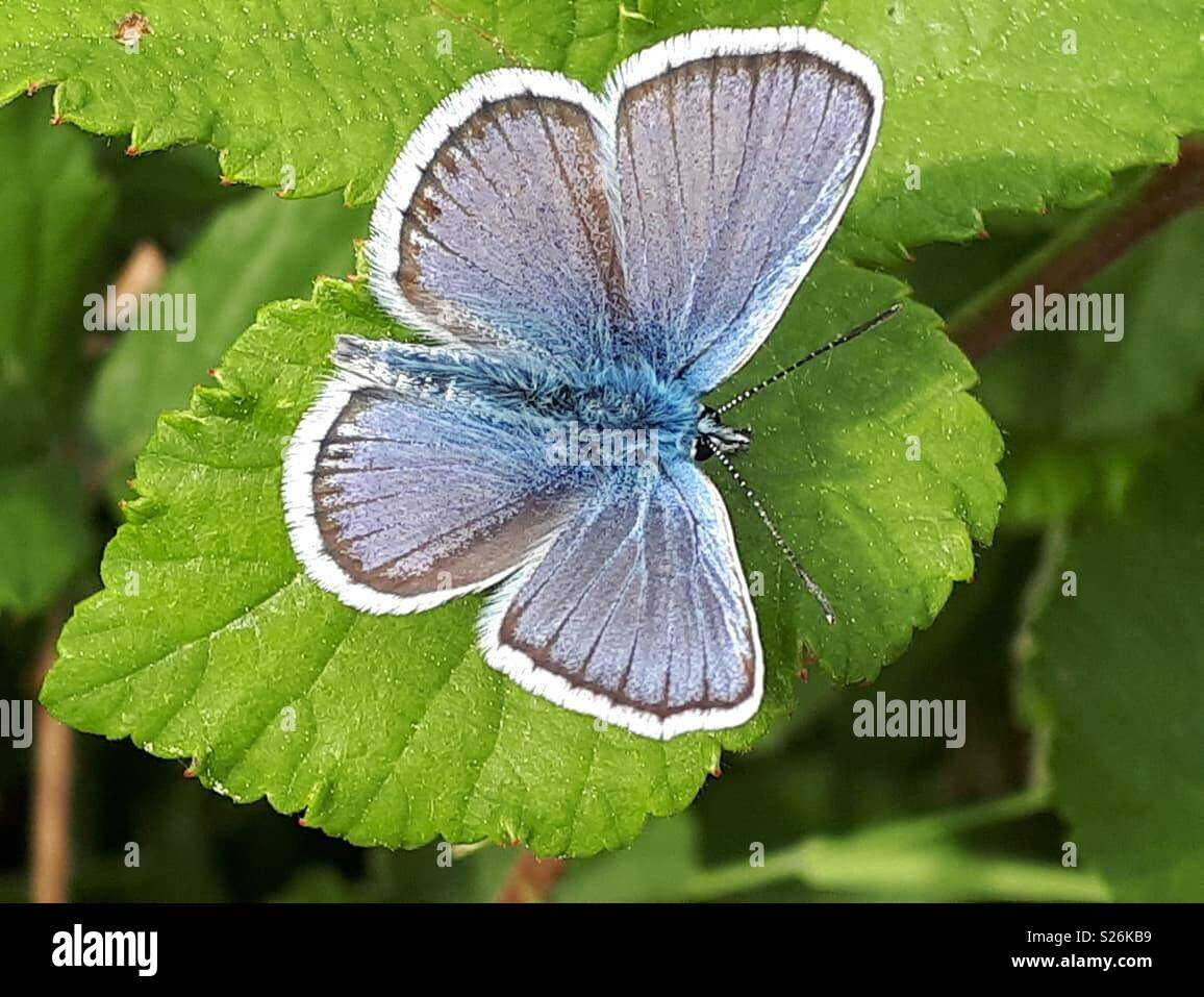 Schmetterling, Silber verzierte Blau. Stockfoto