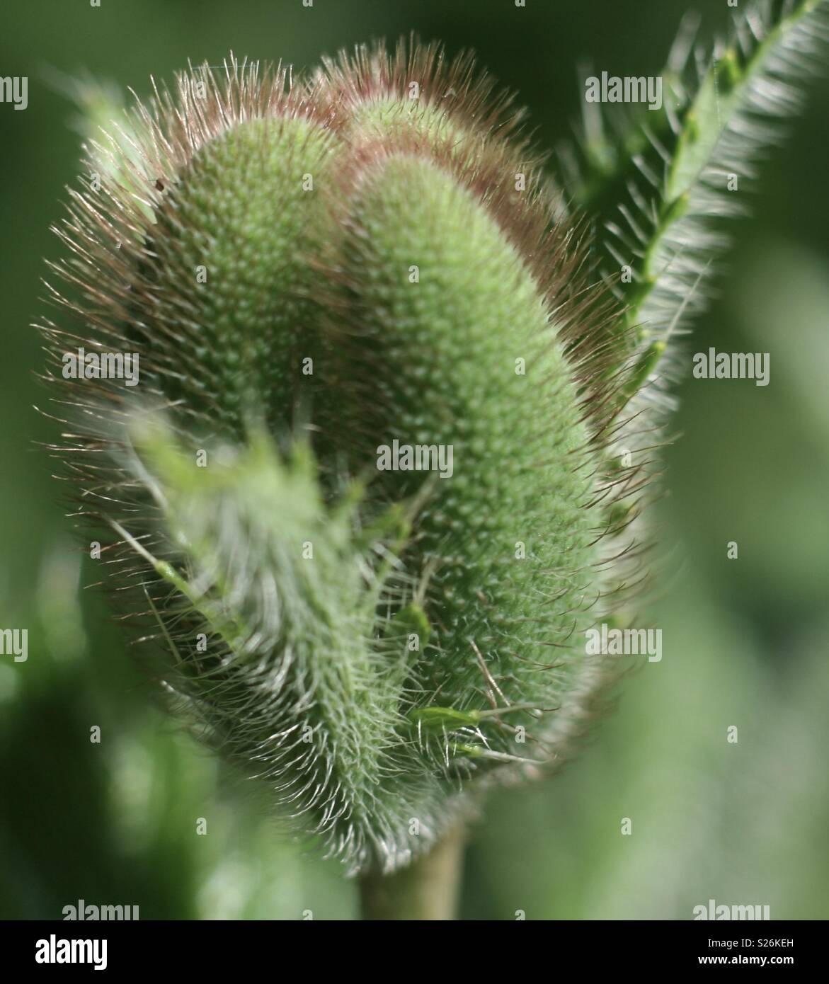 Spikey green Thistle Glühlampe Stockfoto