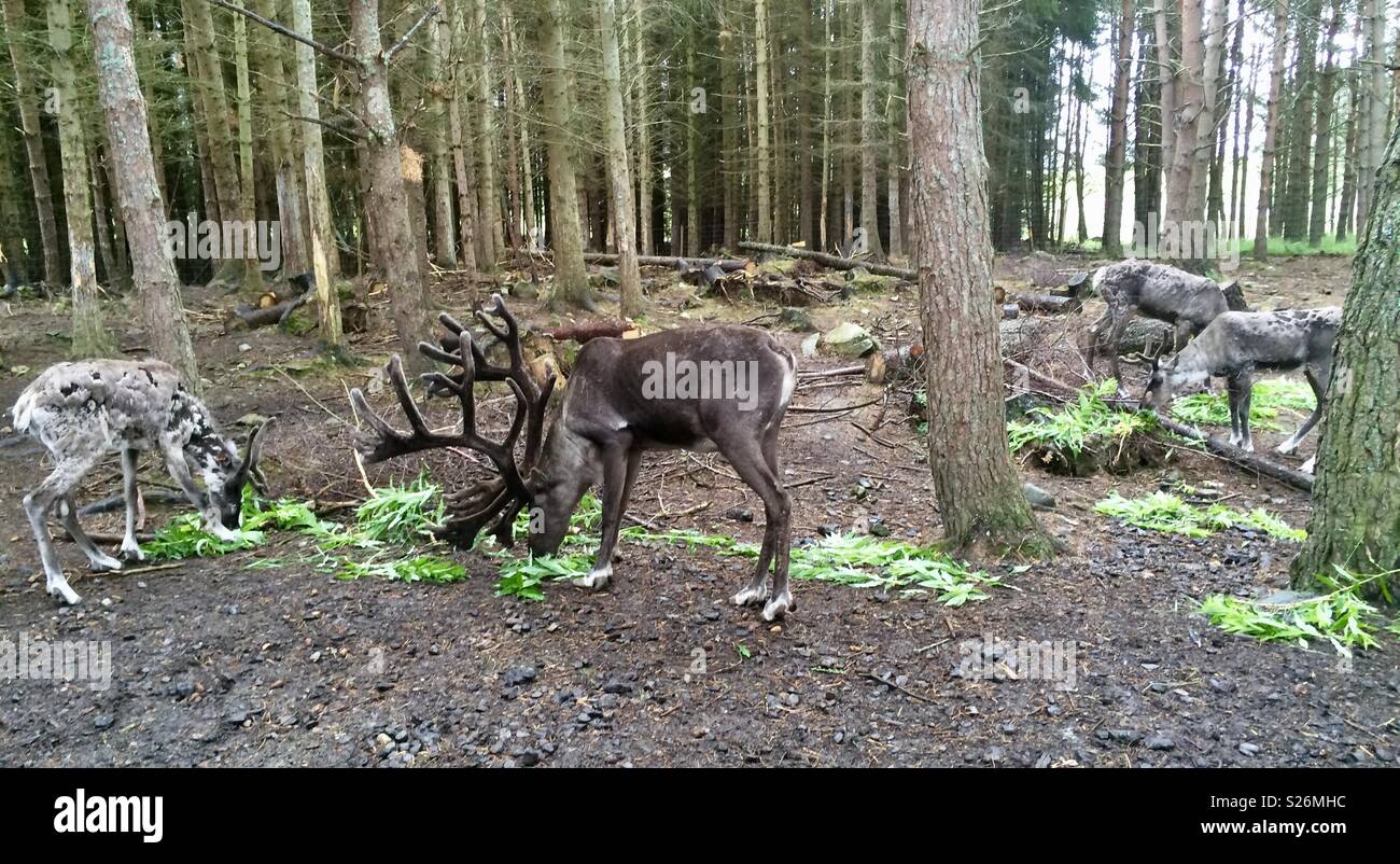Rentier Highland Wildlife Park Schottland Stockfoto