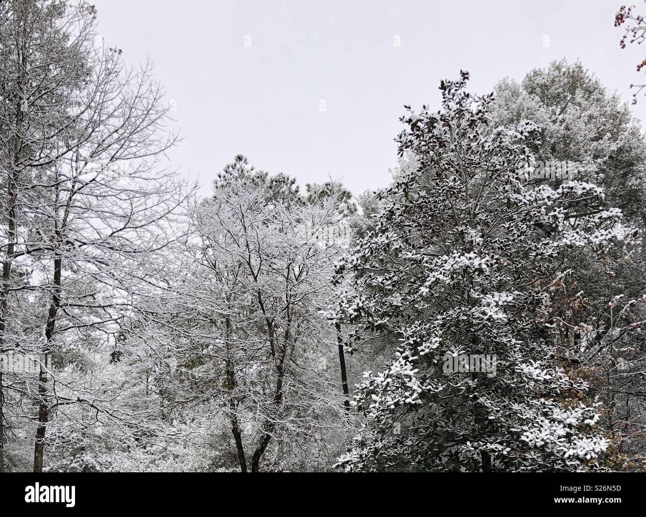Schmelzender Schnee auf baumwipfeln, im Süden der USA 2017 Stockfoto
