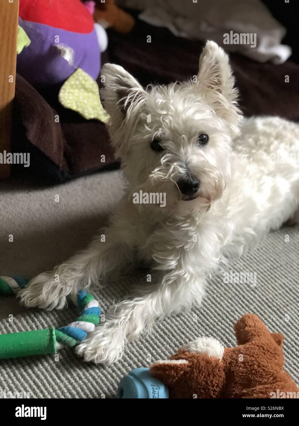 Portrait von Westie Welpen mit ihrem Spielzeug. - Smartphone-aufgenommenes Stockfoto