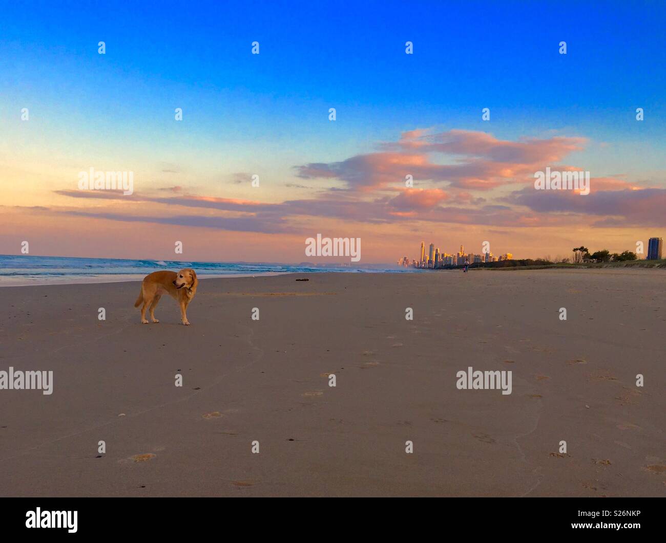 Labrador Retriever am Strand an der Gold Coast in Queensland Australien Stockfoto