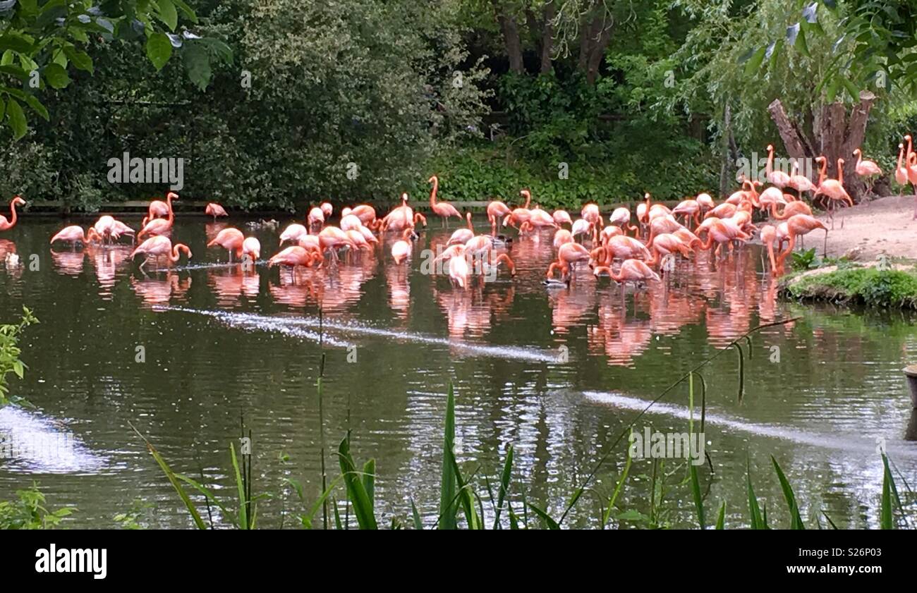 Flamingos Chester Zoo Stockfoto
