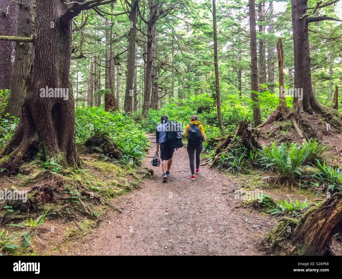 Wandern im Wald, Strand, La Push, Olympic National Park, Washington State,  USA Stockfotografie - Alamy