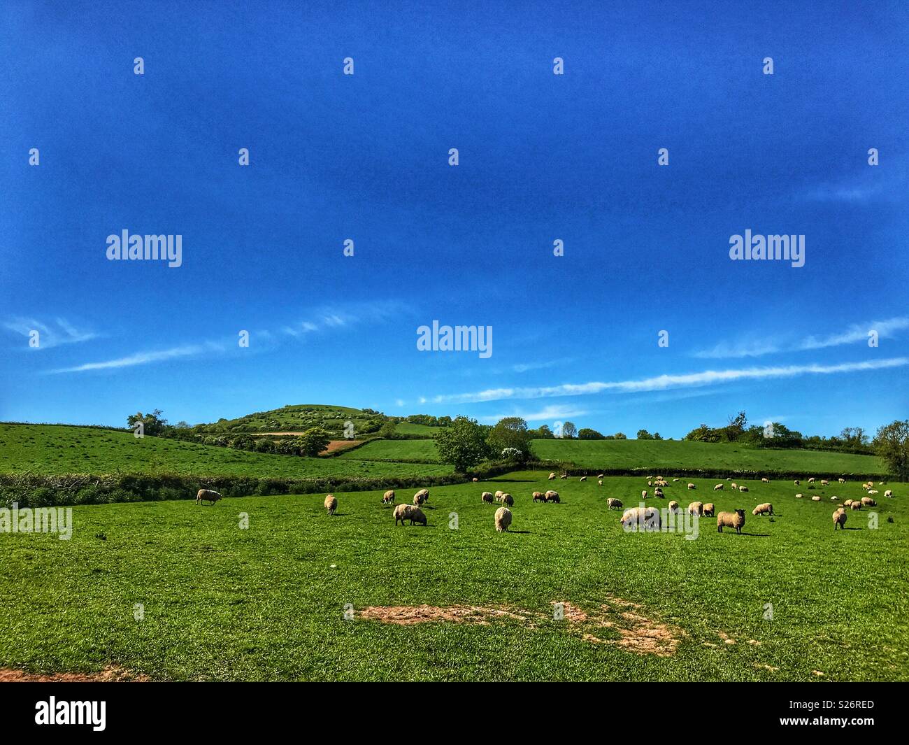 Sommer Landschaft, Schafe auf einer Weide Feld, Compton Dundon, Somerset, England - Smartphone-aufgenommenes Stockfoto