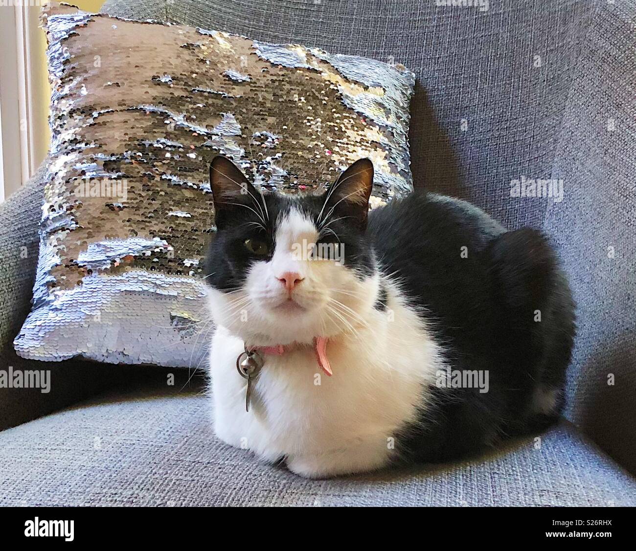 Kurzhaar-Hauskatze Stockfoto