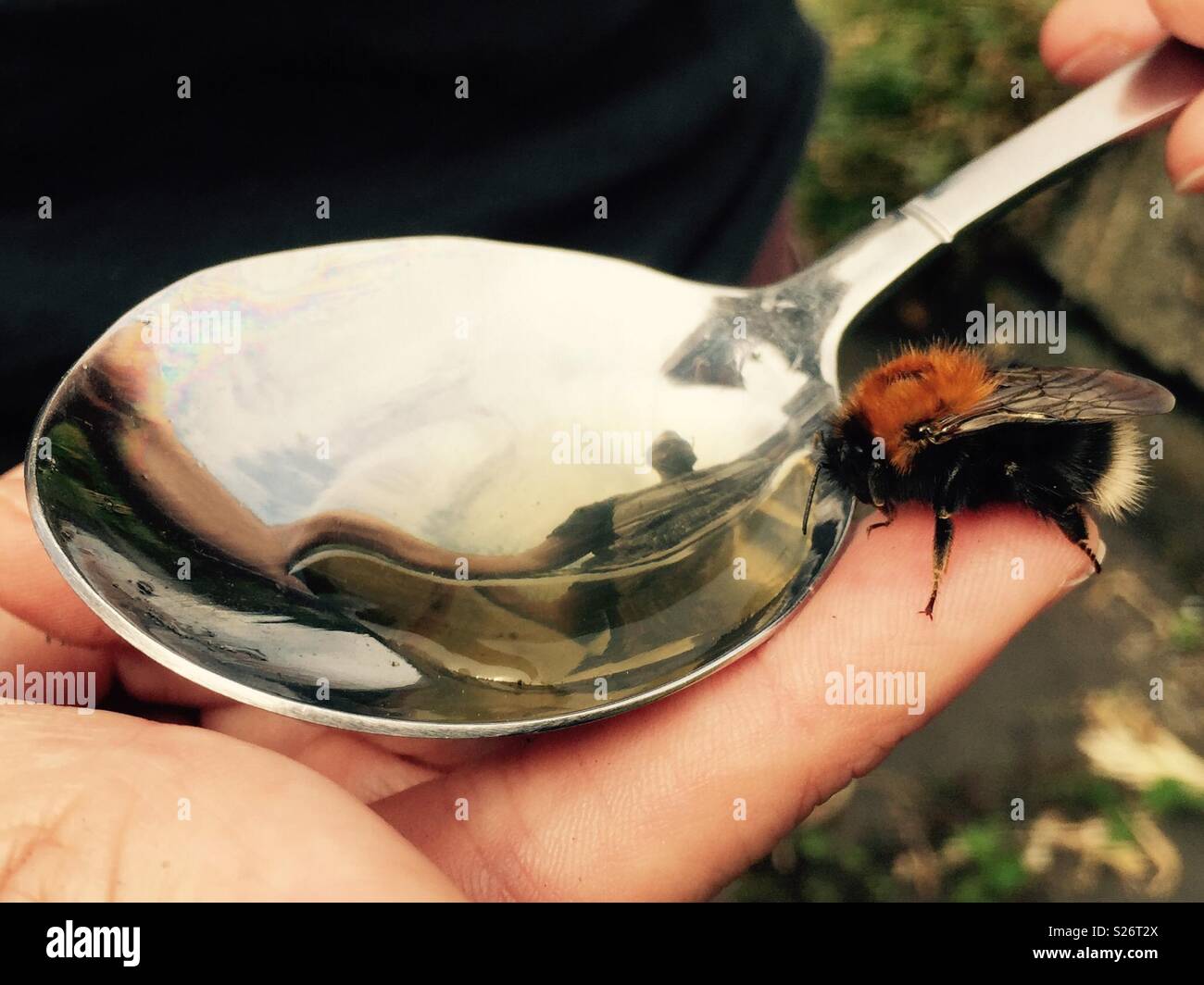 Biene, Spoon Fed Zucker Wasser - Smartphone-aufgenommenes Stockfoto