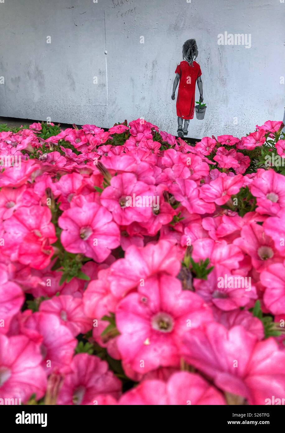 Leuchtend rosa Blüten. - Smartphone-aufgenommenes Stockfoto