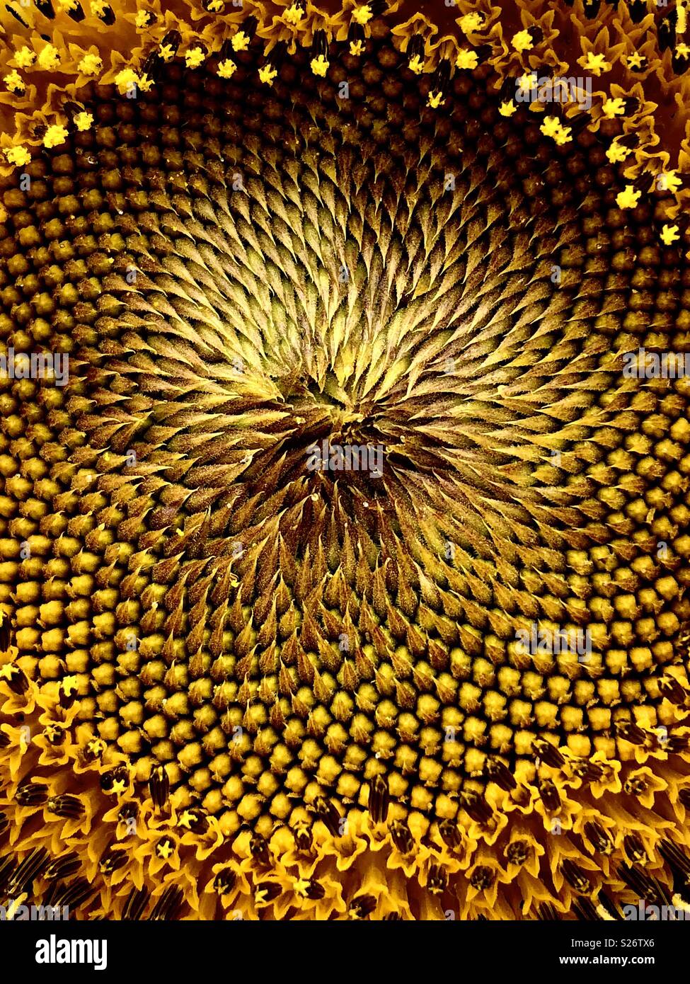 In der Nähe von das Zentrum einer Sonnenblume - Smartphone-aufgenommenes Stockfoto