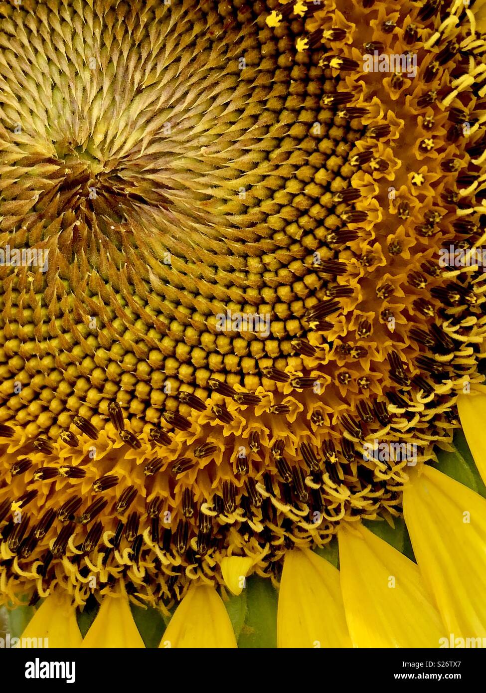 Nahaufnahme einer Sonnenblume - Smartphone-aufgenommenes Stockfoto