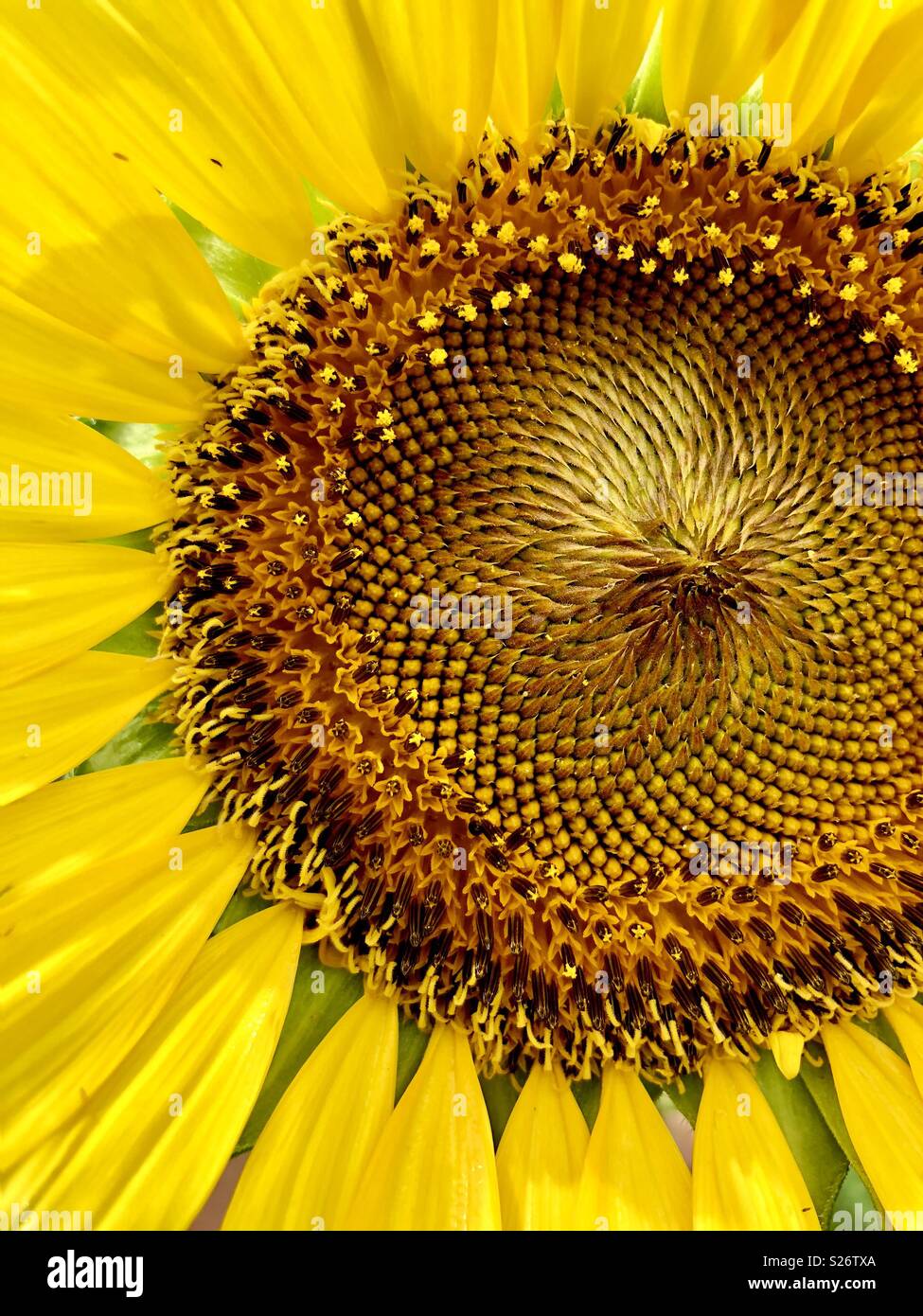Nahaufnahme einer Sonnenblume - Smartphone-aufgenommenes Stockfoto