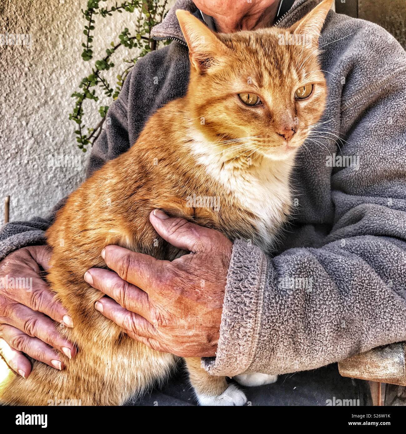 Ingwer Katze sitzt auf dem Schoß ein älterer Mann, kuscheln Zeit Stockfoto