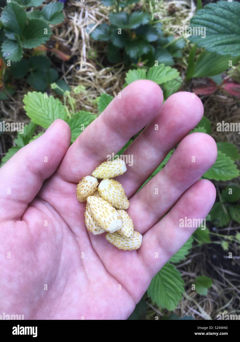 Weiß wilde Erdbeeren - Weiße Walderdbeeren Stockfoto