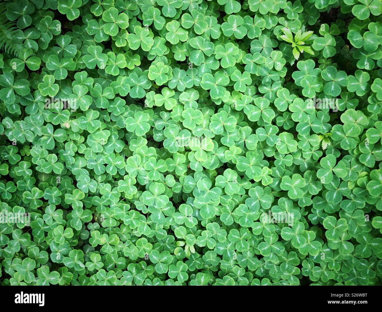 Hintergrund von Oxalis oder shamrock Irish Luck Charm Blätter Stockfoto