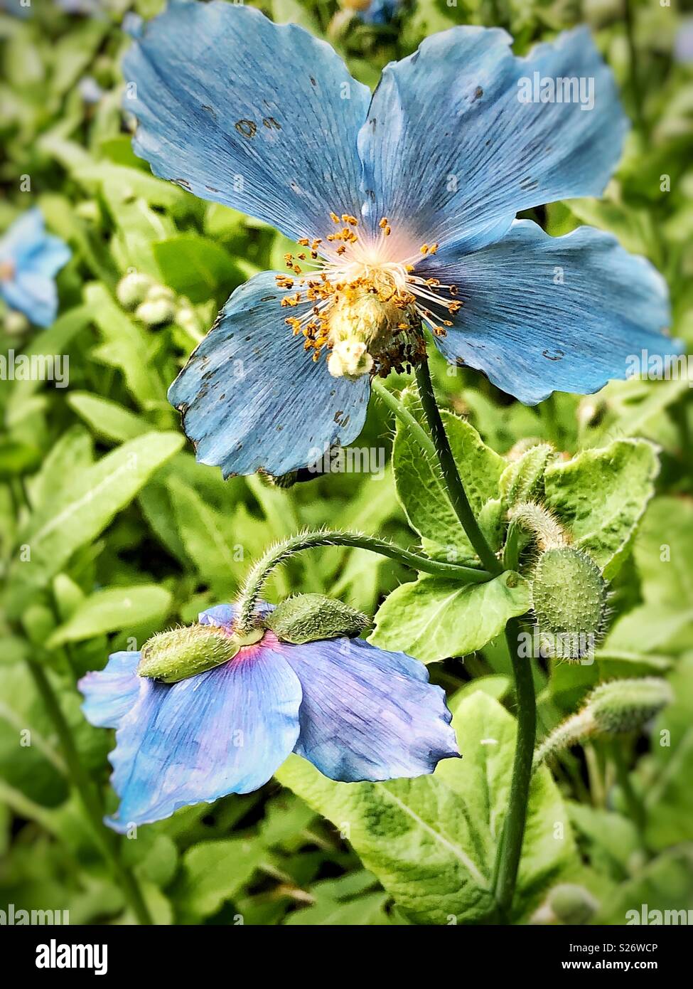 Blühende blauer Himalaya Mohn Blume und ungeöffnete spiky Knospen im Garten Stockfoto