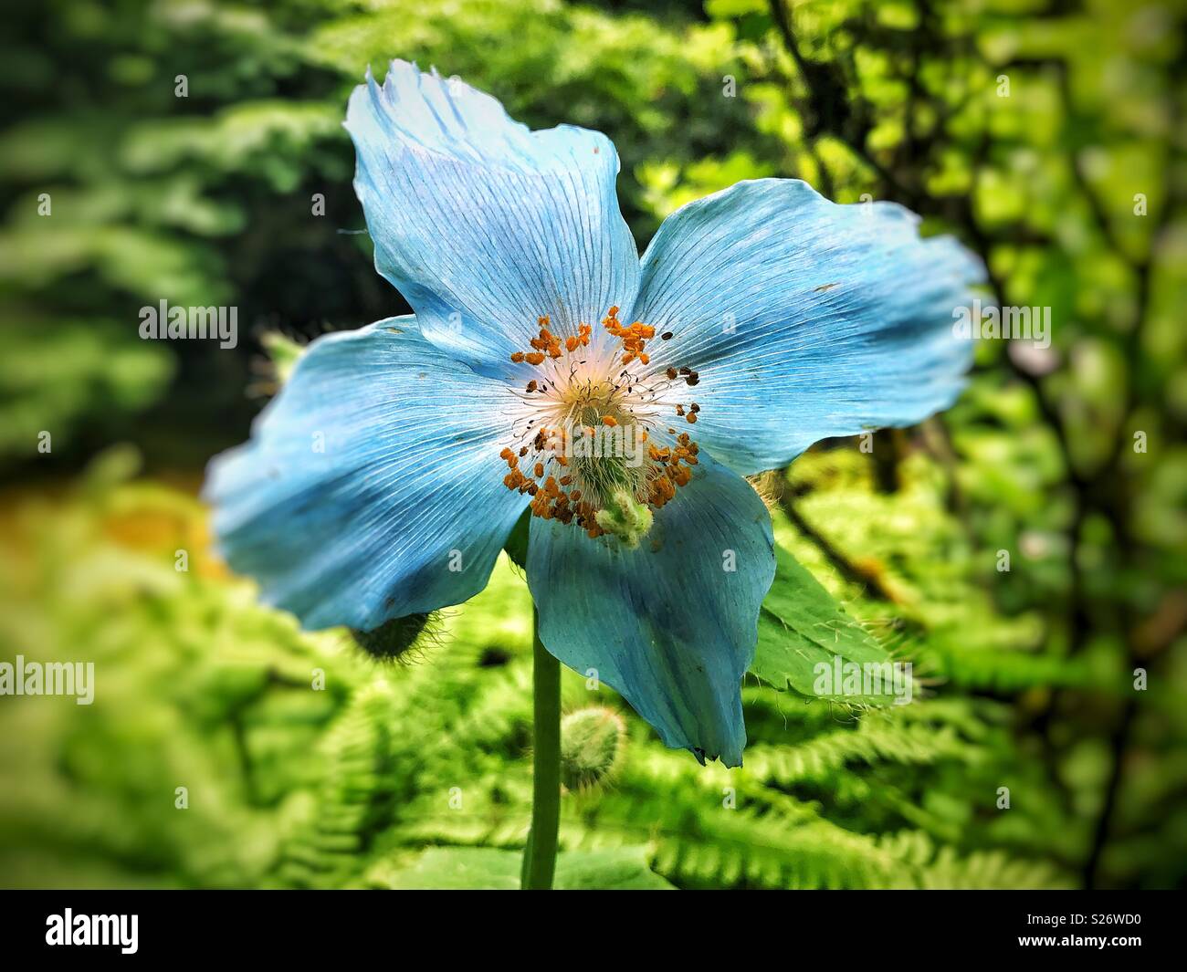 Vorderansicht der Blüte blauer Himalaya Mohn Blume im Garten Stockfoto
