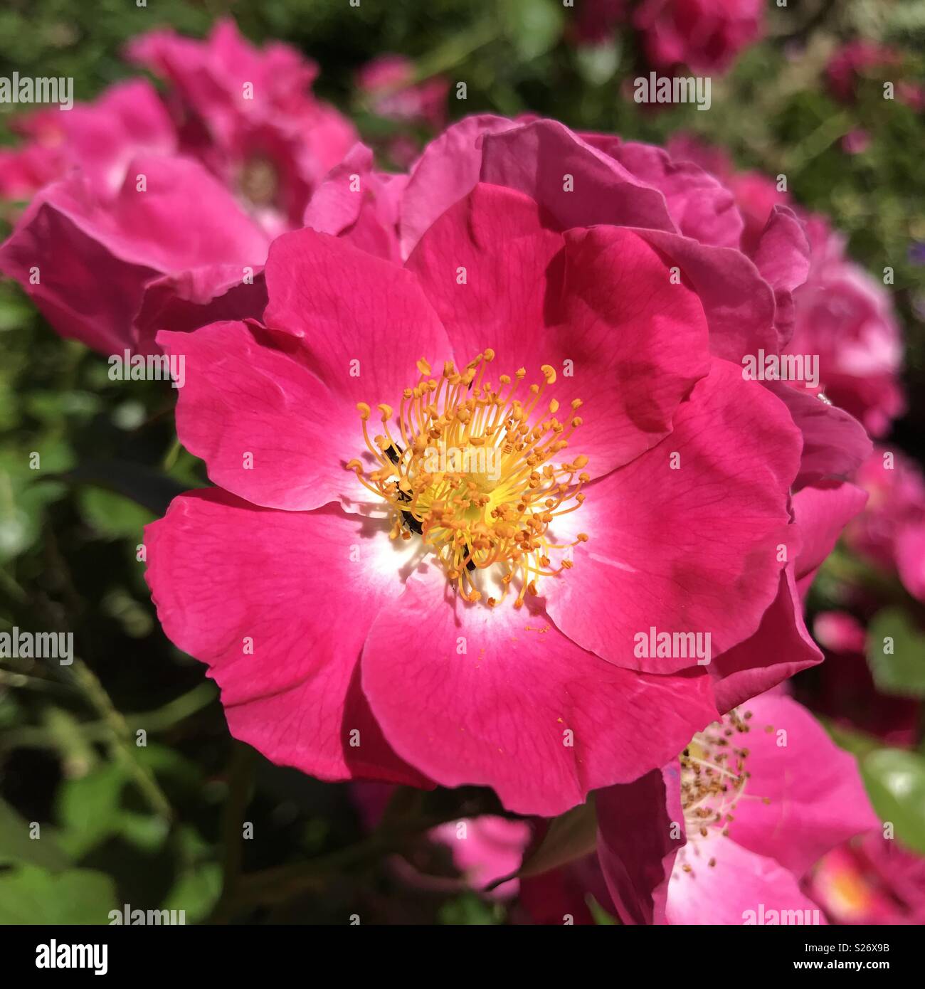 Perfekt rosa rambling Rose Stockfoto