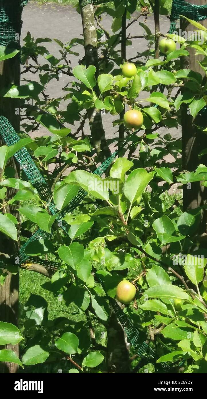 Schonen Apple Kleiner Baum Im Haus Garten Sawat Pakistan Stockfoto