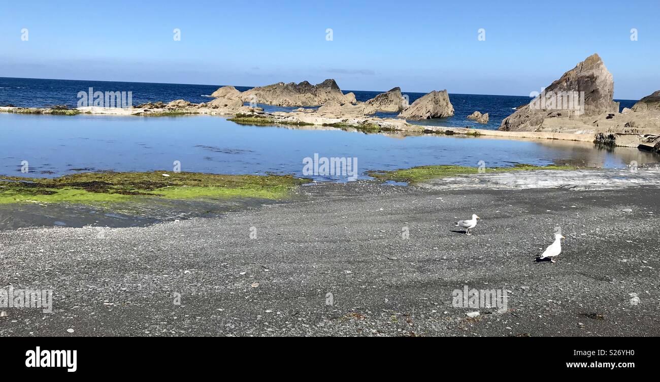 Möwen am Tunnel Strände Ilfracombe - Smartphone-aufgenommenes Stockfoto