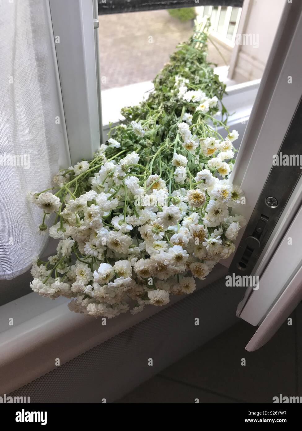 Paris, Frankreich. Weiße Blume in einem Blumenstrauß zur Festlegung auf eine Abdichtung der Fenster Stockfoto