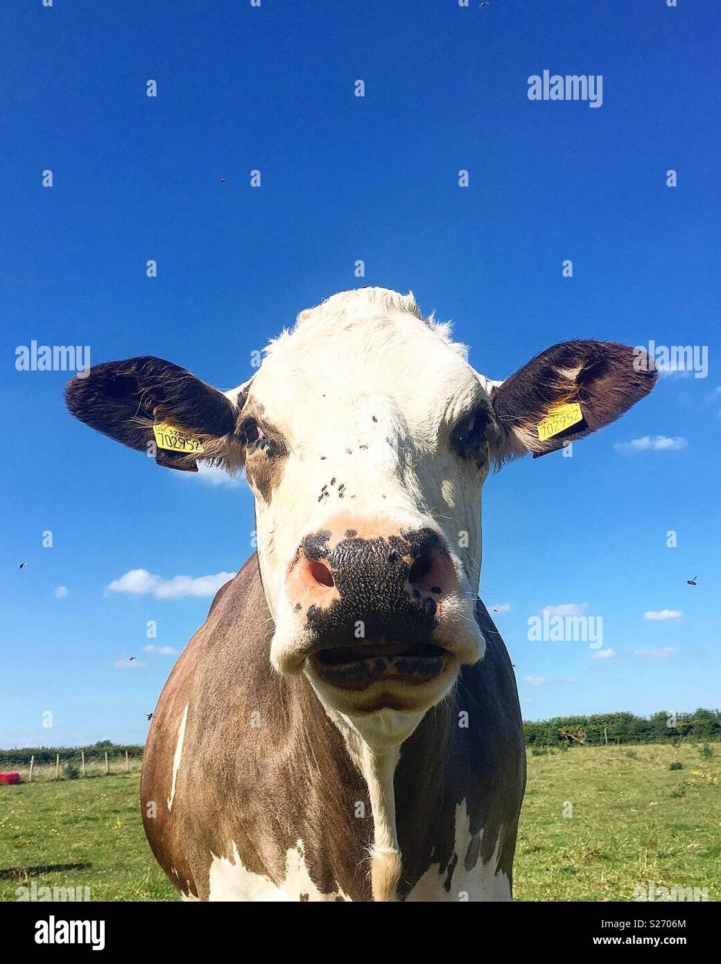 Flauschige die Kuh Stockfoto