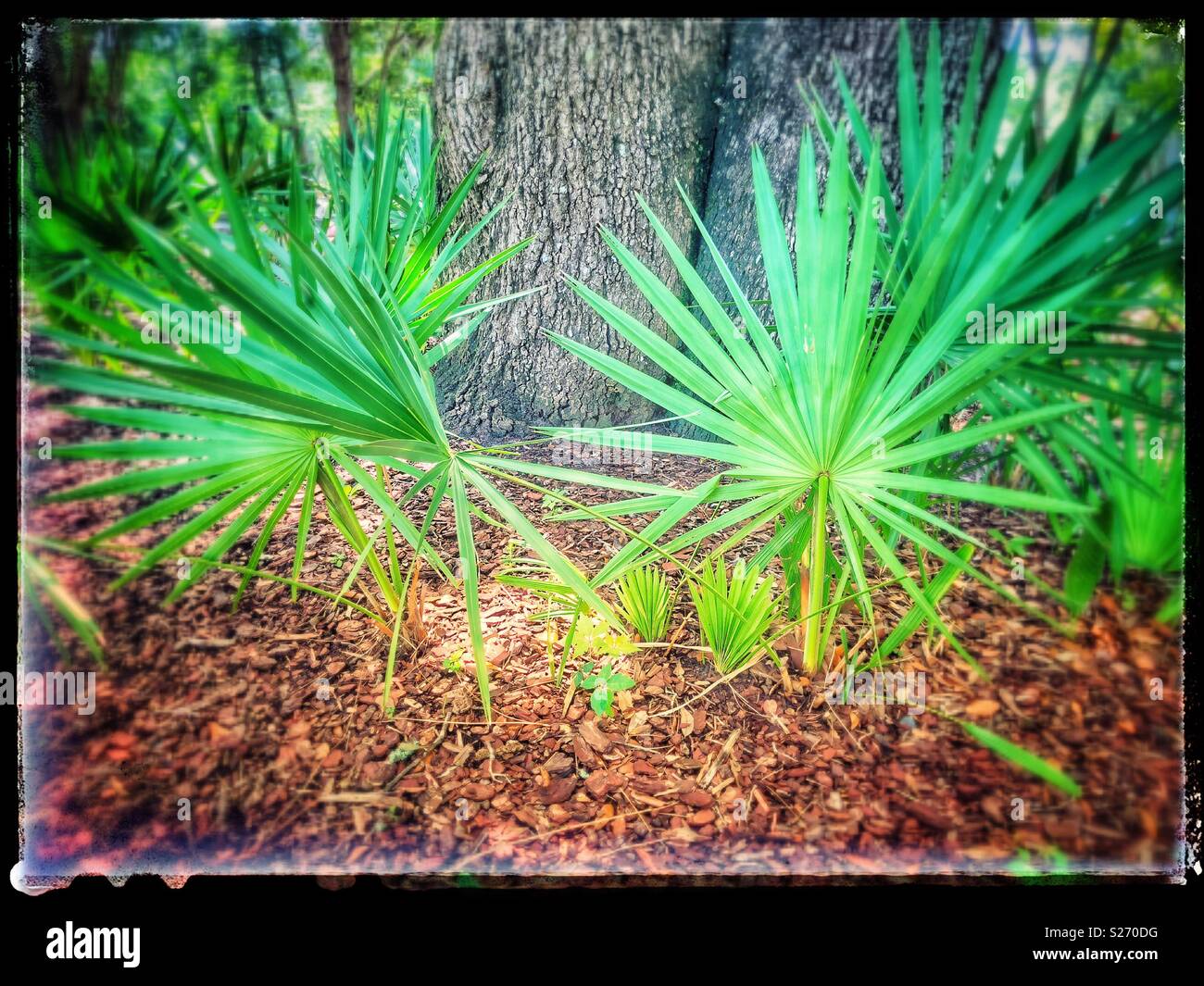 Sah palmettos Um einen Baumstamm, Jacksonville, Florida. Stockfoto