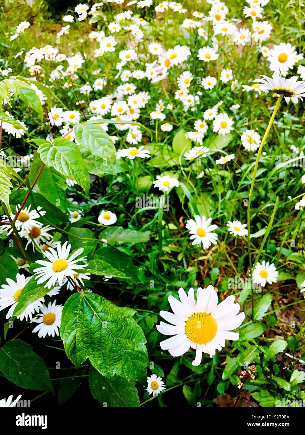 Großer Garten Gänseblümchen - Smartphone-aufgenommenes Stockfoto