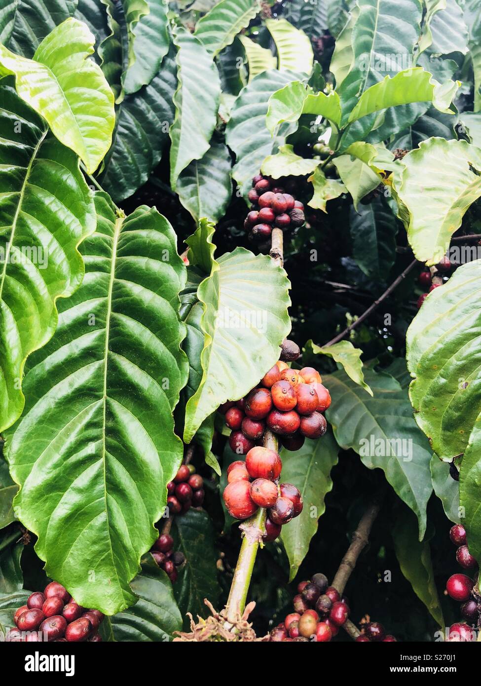 Kaffeekirschen auf einem Baum bereit zu ernten Stockfoto
