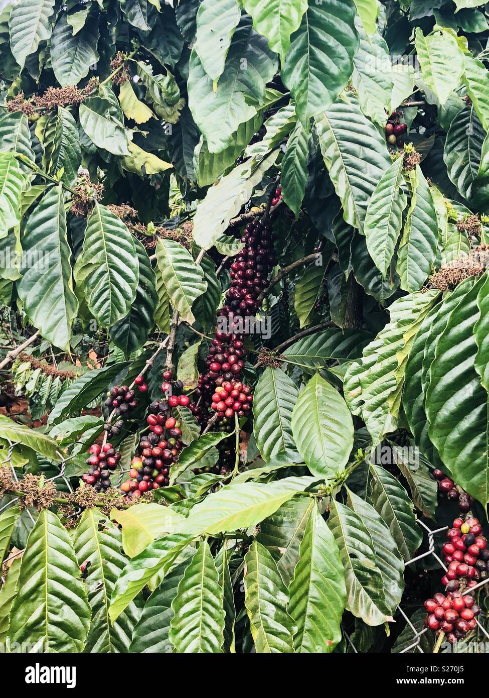Kaffee Baum Pflanze mit roten Kaffeekirschen bereit zu ernten Stockfoto