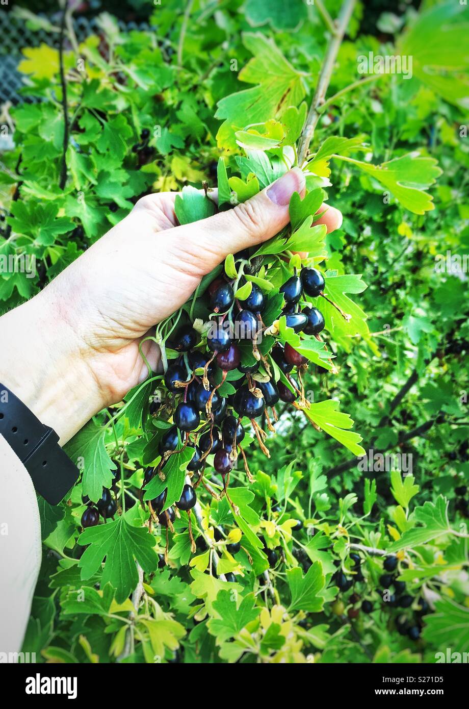 Ernte, eine Hand, die eine reife schwarze Johannisbeere - Smartphone-aufgenommenes Stockfoto