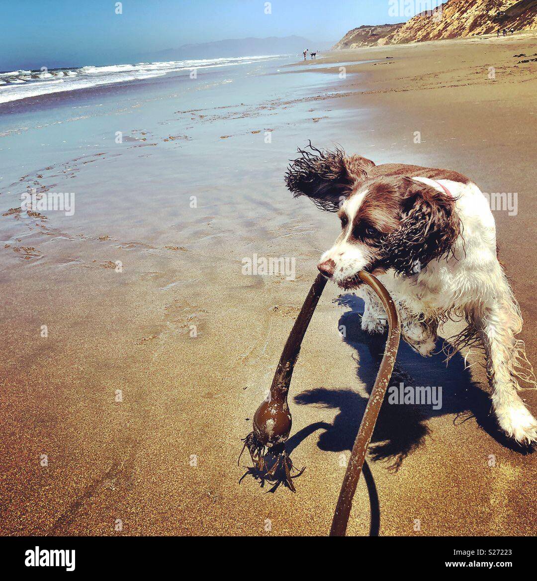 Tug-of-Kelp nassen Sand Spaß mit English Springer Spaniel zu einem Northern California Beach. - Smartphone-aufgenommenes Stockfoto