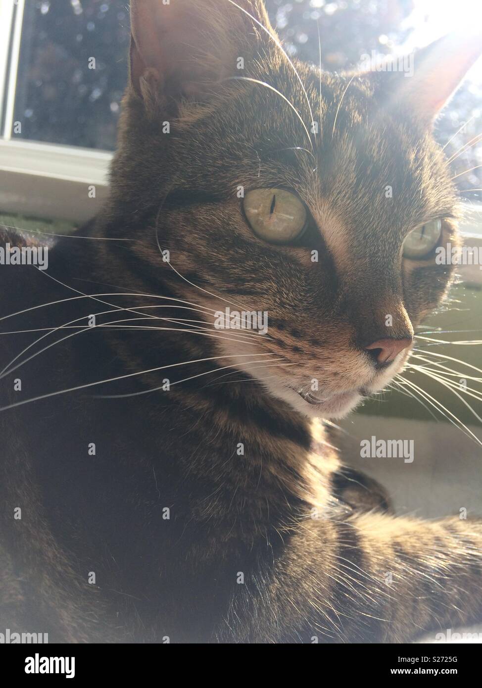 Hübsche Katze Instagram darstellen! Stockfoto