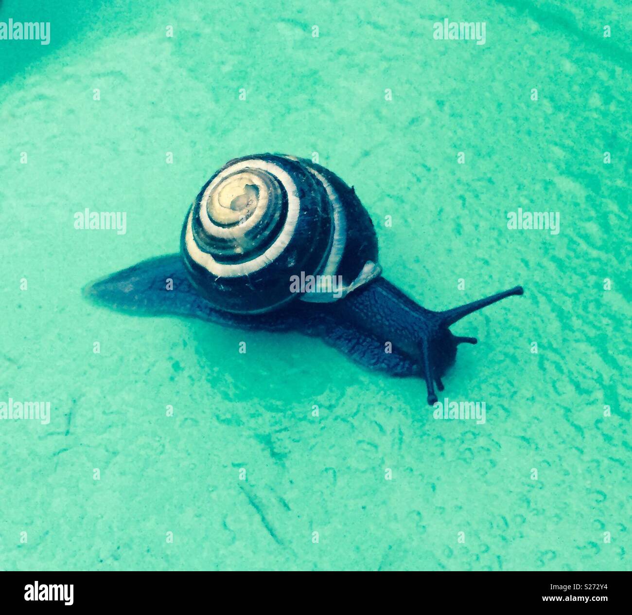 Schnecke auf einer nassen Oberfläche Stockfoto