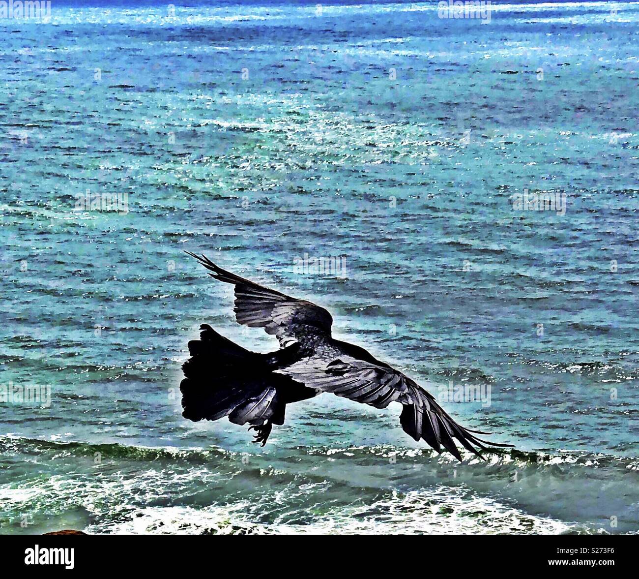 Jet Black shorebird Gleiten hoch über dem Pazifik Shorebreak Stockfoto