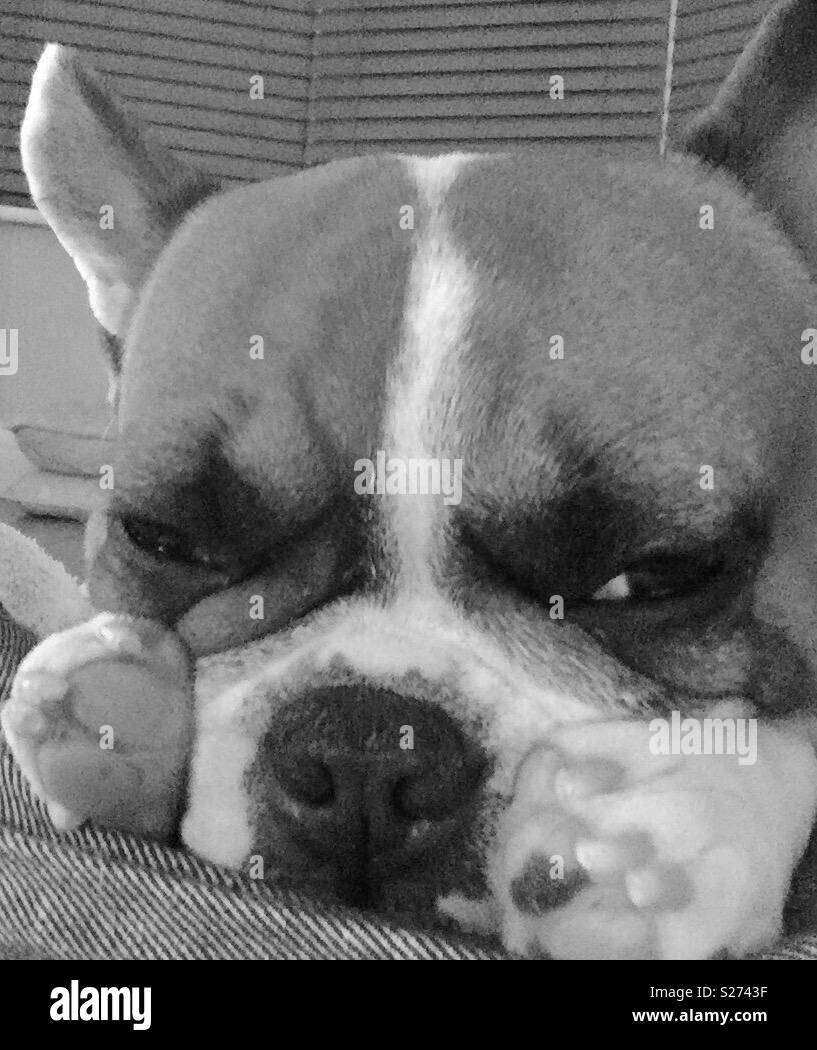 Französische Bulldogge schlafen Stockfoto