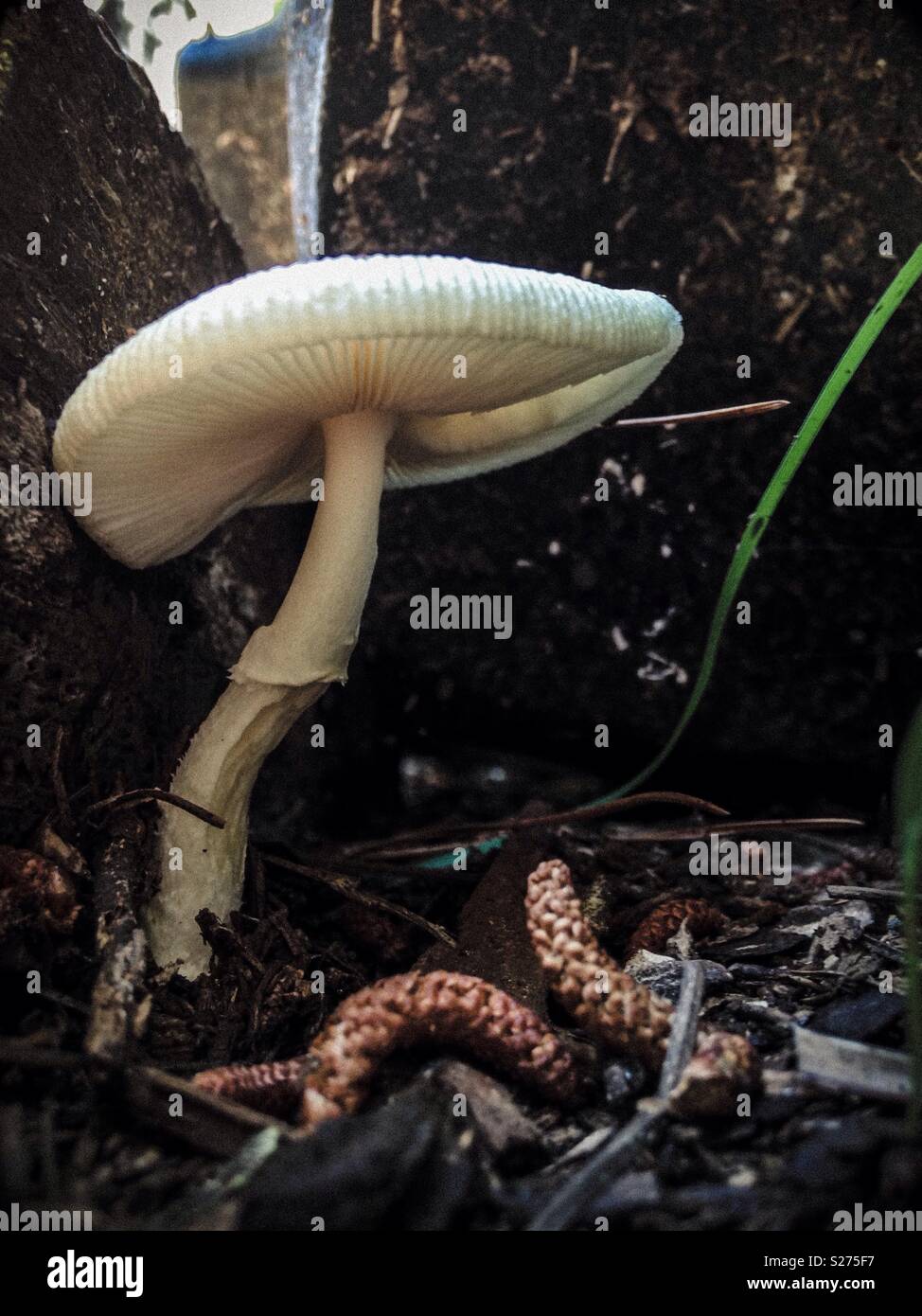 Geriffelte Pilz im Wald Stockfoto