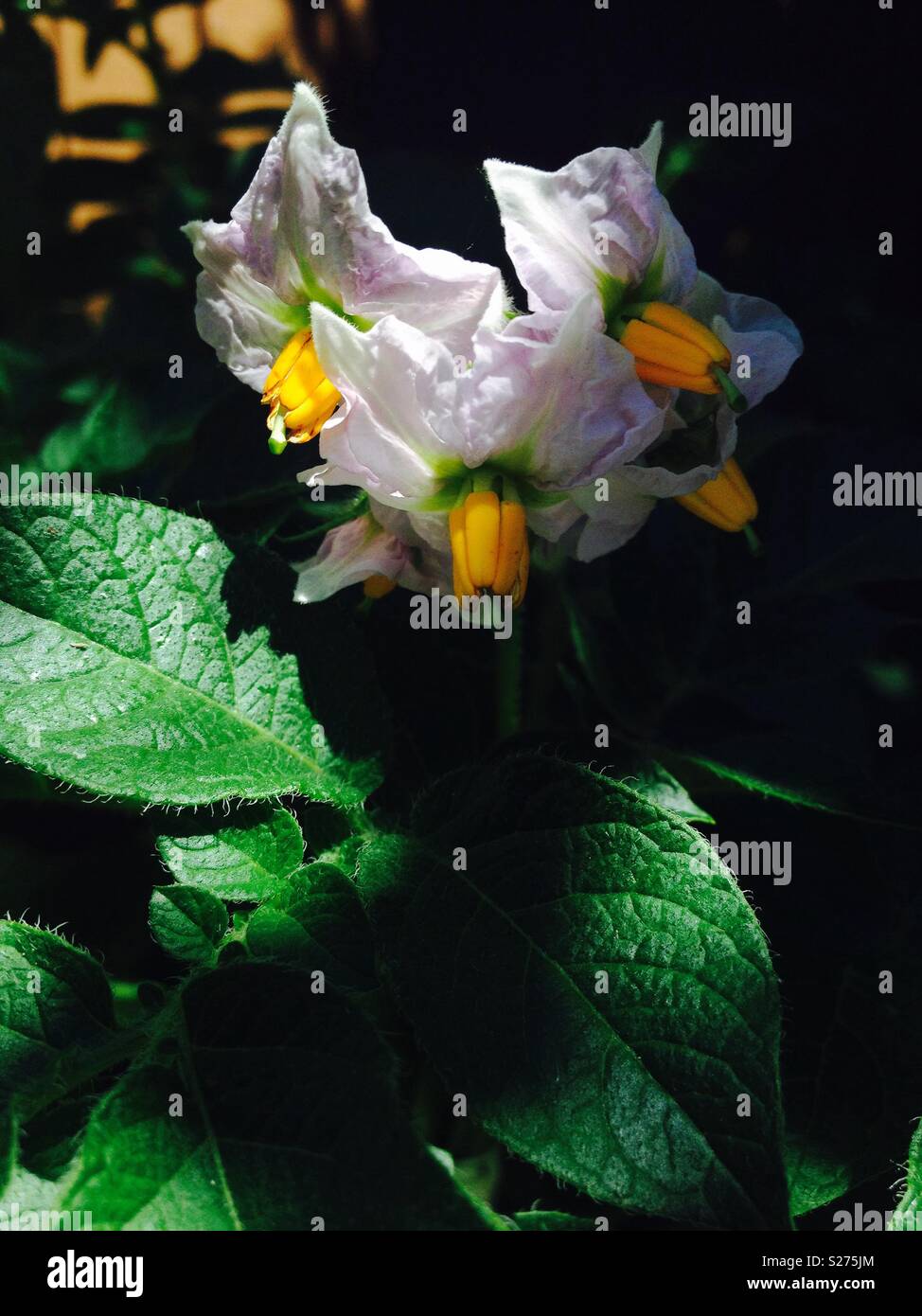 Kartoffel-Blumen Stockfoto