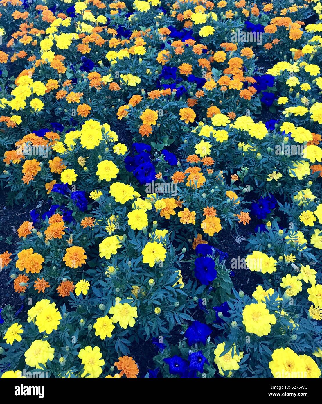 Blumenbeet in Bristol. - Smartphone-aufgenommenes Stockfoto