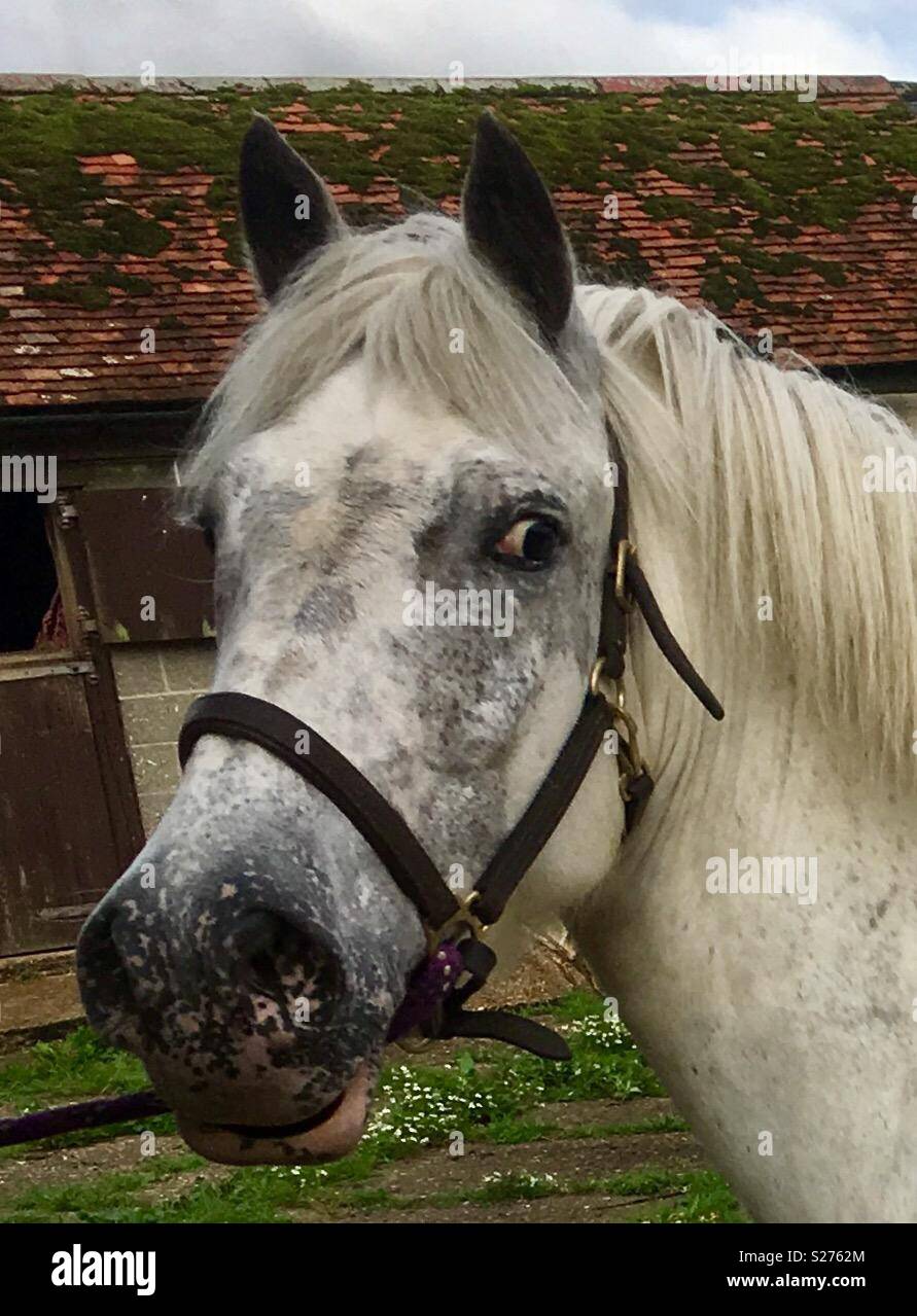 Graues Pferd Kopf. Ungewöhnliche Farbe Pferd Stockfoto